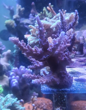 Acropora Staghorn Blue