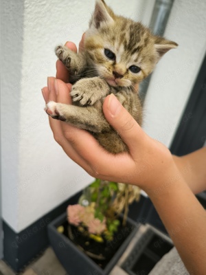 Bkh Katzen Kätzchen 