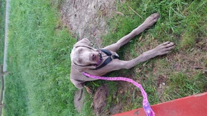 Weimaraner Welpen zu verkaufen 