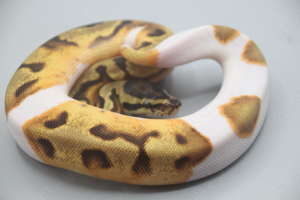 1.0 High Intensity Orange Dream Enchi Piebald 2024