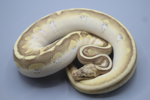 0.1 Lesser Pastel Calico Fire 