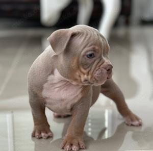 American Pocket Bully     