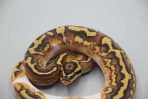 Yellow Belly Fire Piebald pos new gene?