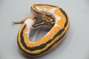 High Intenisty Orange Dream Yellow Belly Piebald 