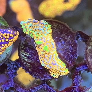 Verschiedene Montipora Arten