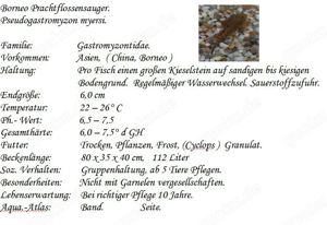 Borneo Prachtflossensauger Bild 2