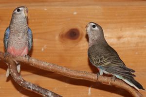 Verkaufe junge Bourkesittiche aus der Blaureihe