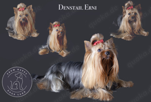 Yorkshire  Terrier Deckrüde