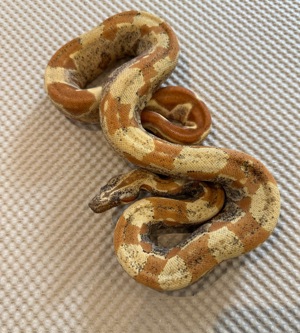 1,0 Sunglow VPI Aztec IMG Boa constrictor 