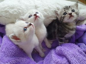 Katzen Babys Britisch-Kurzhaar-Siam-Mix 