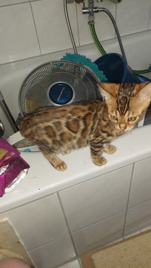 Reinrassige Bengal Kitten