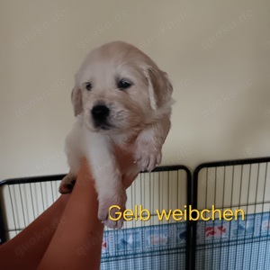 golden retriever welpen 