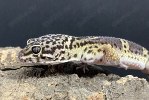 Leopardgecko Männchen Pure Black Night