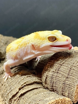 Leopardgecko Männchen WY Pastel TA