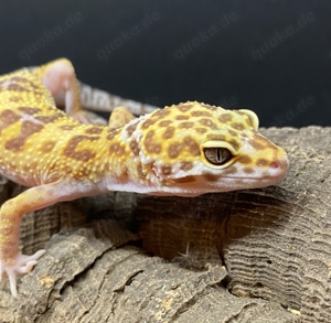 Leopardgecko Weibchen WY Pastel TA