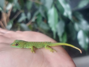 High red Madagaskar Taggecko