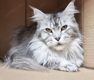  Reinrassige Maine Coon Katzen 