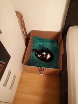 Katzenbabys mit Geburtsurkunde