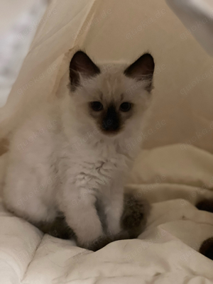 RagDoll Kitten