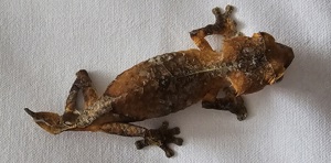 0.1 Uroplatus ebenaui aus 2022