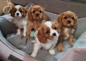 Cavalier king Charles spaniel welpen 