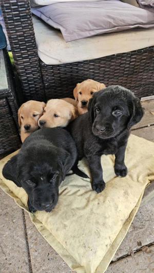 Labrador retriever welpen 