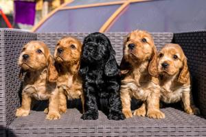 Cocker spaniel welpen