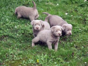 Silber Labrador Welpen