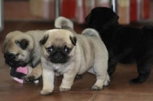 Wunderschöne Mops Welpen für ein Haustier liebevolles Zuhause