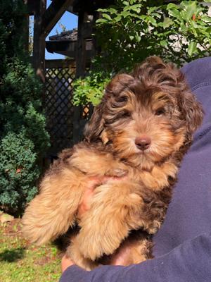 Mini Aussiedoodle Welpe sucht neues Zuhause