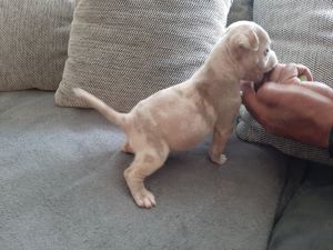 American pocket bully welpen merle  chocolate-white 