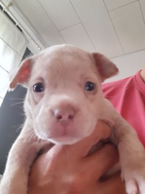 American pocket bully welpen merle  chocolate-white 