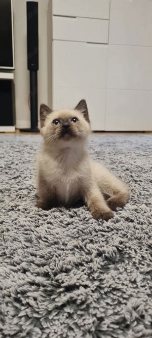 Ragdoll kitten Kätzchen 