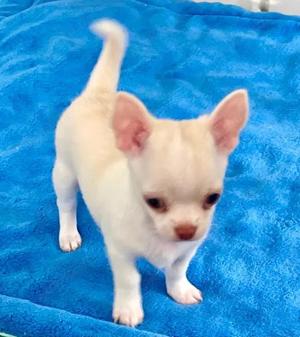 Niedlicher reinrassiger Chihuahua-Welpe 