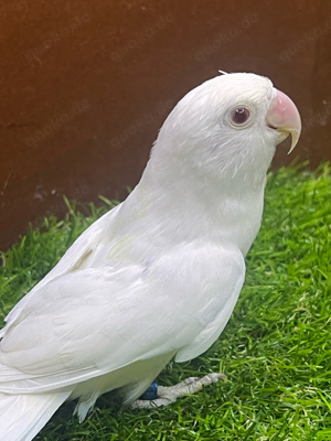 Pfirsichköpfchen Albino Weiss verd. Opalin