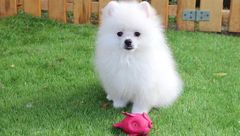 Reinrassige Pomeranian Zwergspitz BOO Typ