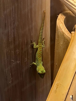 Phelsuma Grandis 0.0.2 