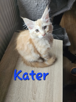 Zuckersüßer Maine Coon Kitten dürfen ausziehen