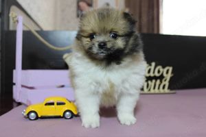 Pomeranian Zwergspitz reinrassig mit Papieren in verschiedenen Farben