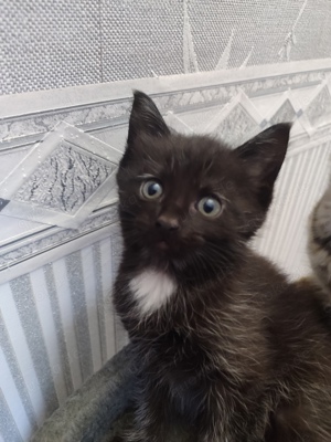 maincoon Mix kitten 