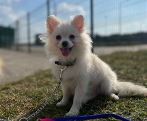 Zwergspitz, Pomeranian Spitz, mit Stammbaum