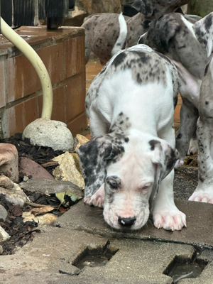 Deutsche Doggen welpen abgabebereit 