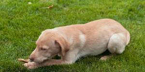 Labrador Rüde blond 