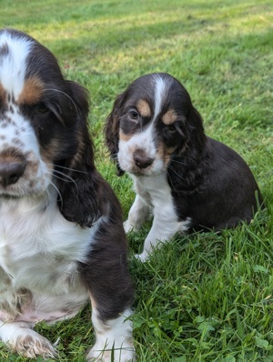 Englisch Cocker Spaniel Welpen 