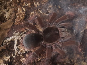 Goliath Vogelspinne Theraphosa blondi und stirmi 