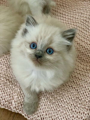 Reinrassige, typvolle Ragdoll Kitten Babykatzen