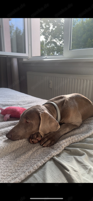 weimaraner reinrassig welpe Rüde 