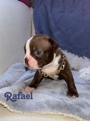 Boston Terrier in Farbe mit Näschen 