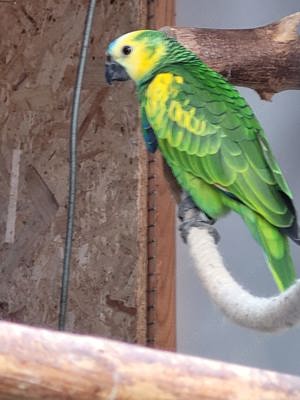 Blaustirn Gelbflügel 
