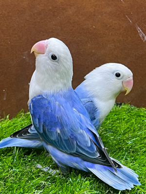 Pfirsichköpfchen Opalin Blau 